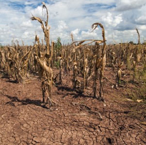 the floor is dry and plants are die and sky is white