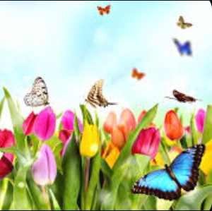 the spring day light with multicolor flowers and buterflies.